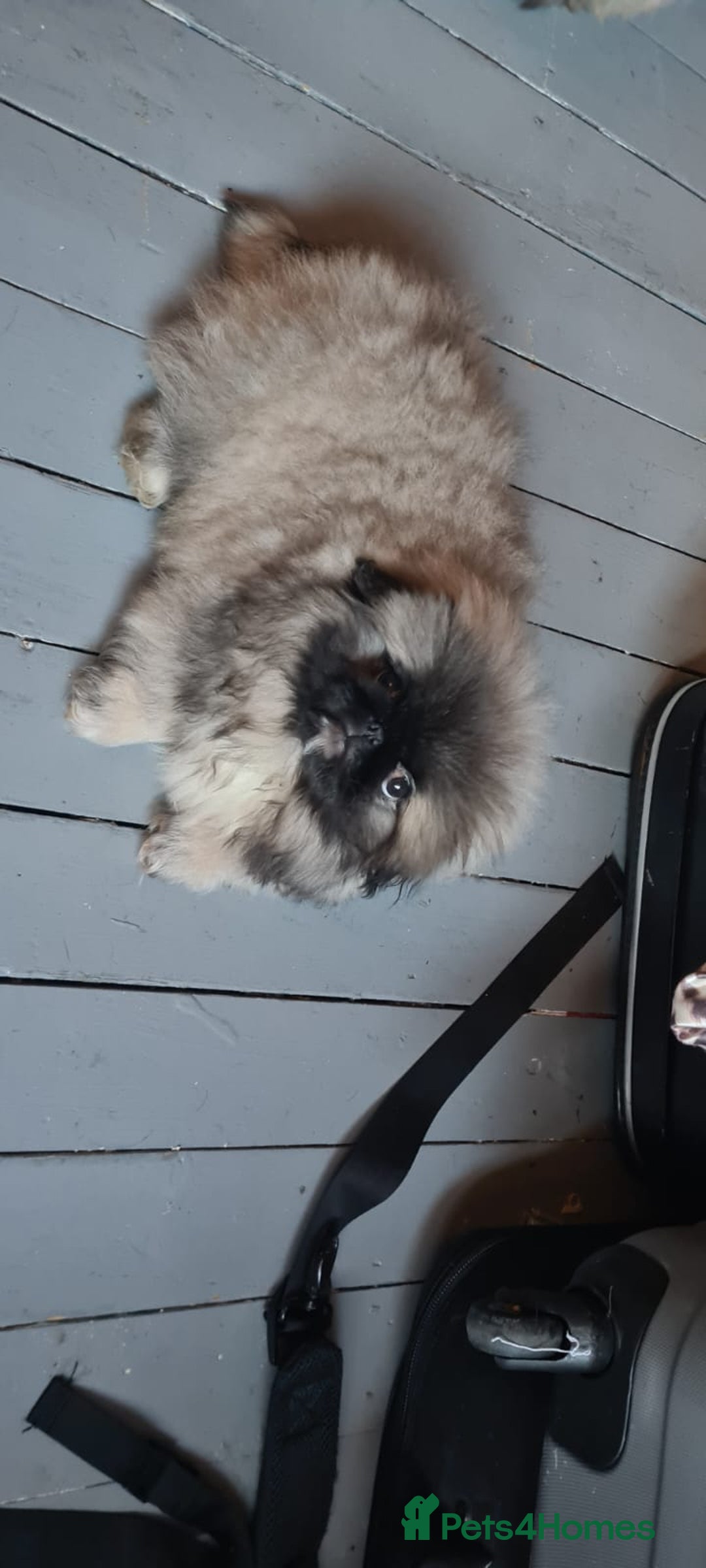 Pekingese dogs for sale: Pekingese  - Advert 6