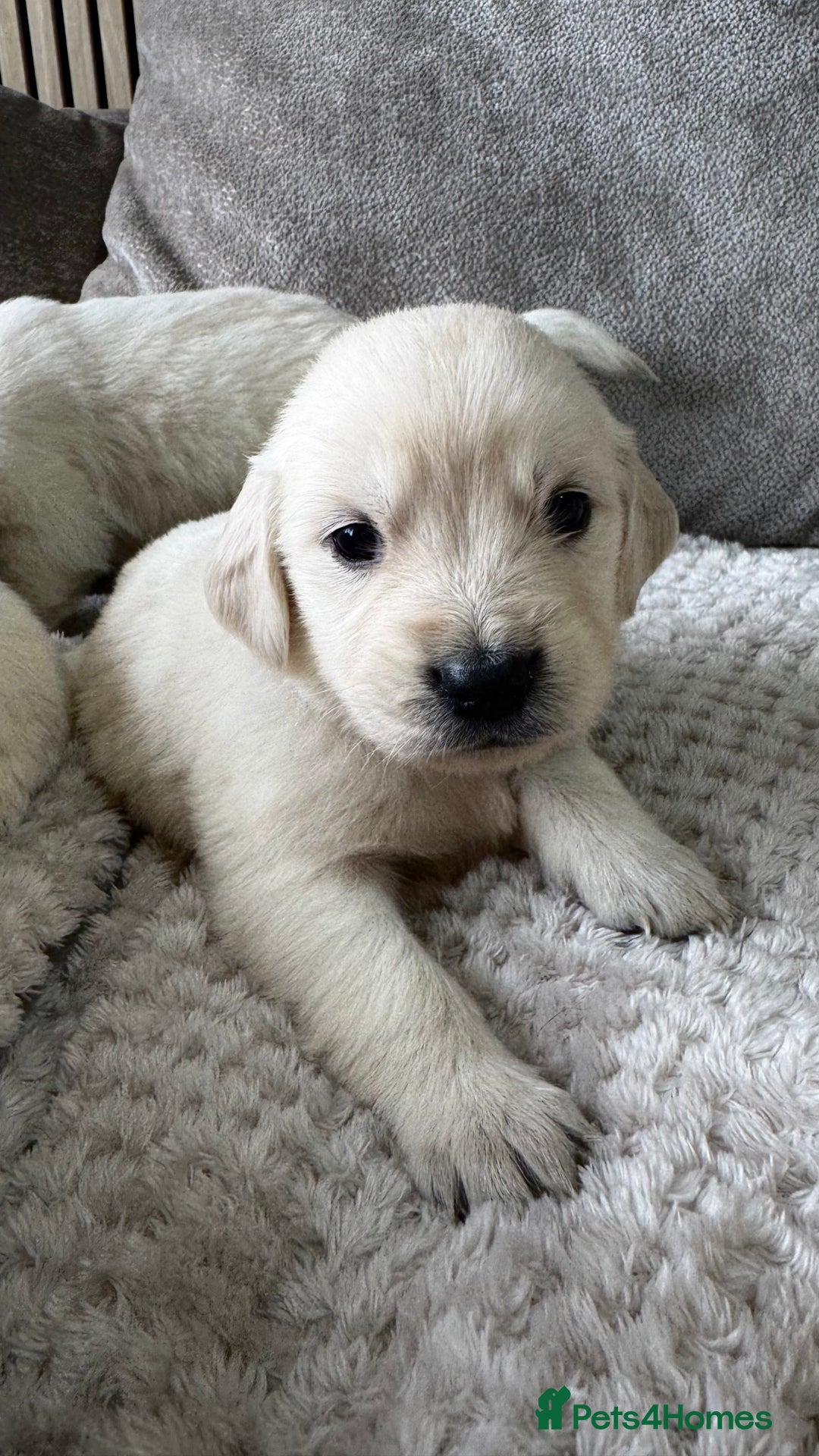 Golden Retriever dogs for sale: Golden puppies  - Image 7