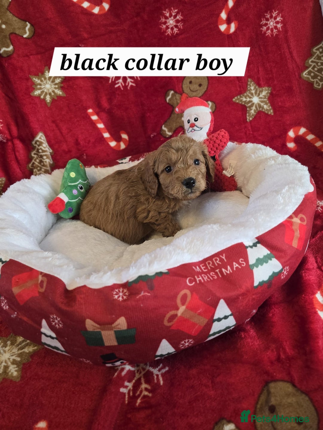 Cockapoo dogs for sale: F1 cockerpoo puppies  - Advert 15