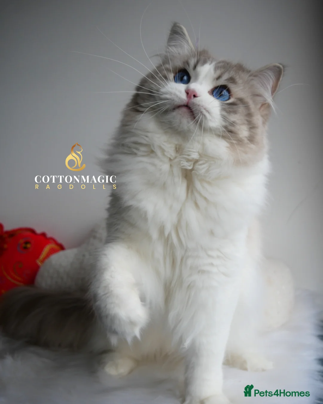 Ragdoll cats for sale: Retired Blue Lynx Bicolor Male Show Quality  - Advert 2