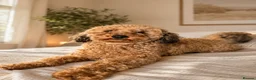 Cockapoo dogs for sale: Special Home Required for a Special Girl - Advert 3