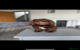 Cockapoo dogs for sale: ⭐️READY NOW⭐️Stunning DNA clear C f1 choc  - Image 4