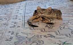 Bengal cats for sale: Beautiful bengal girl for sale - Image 5