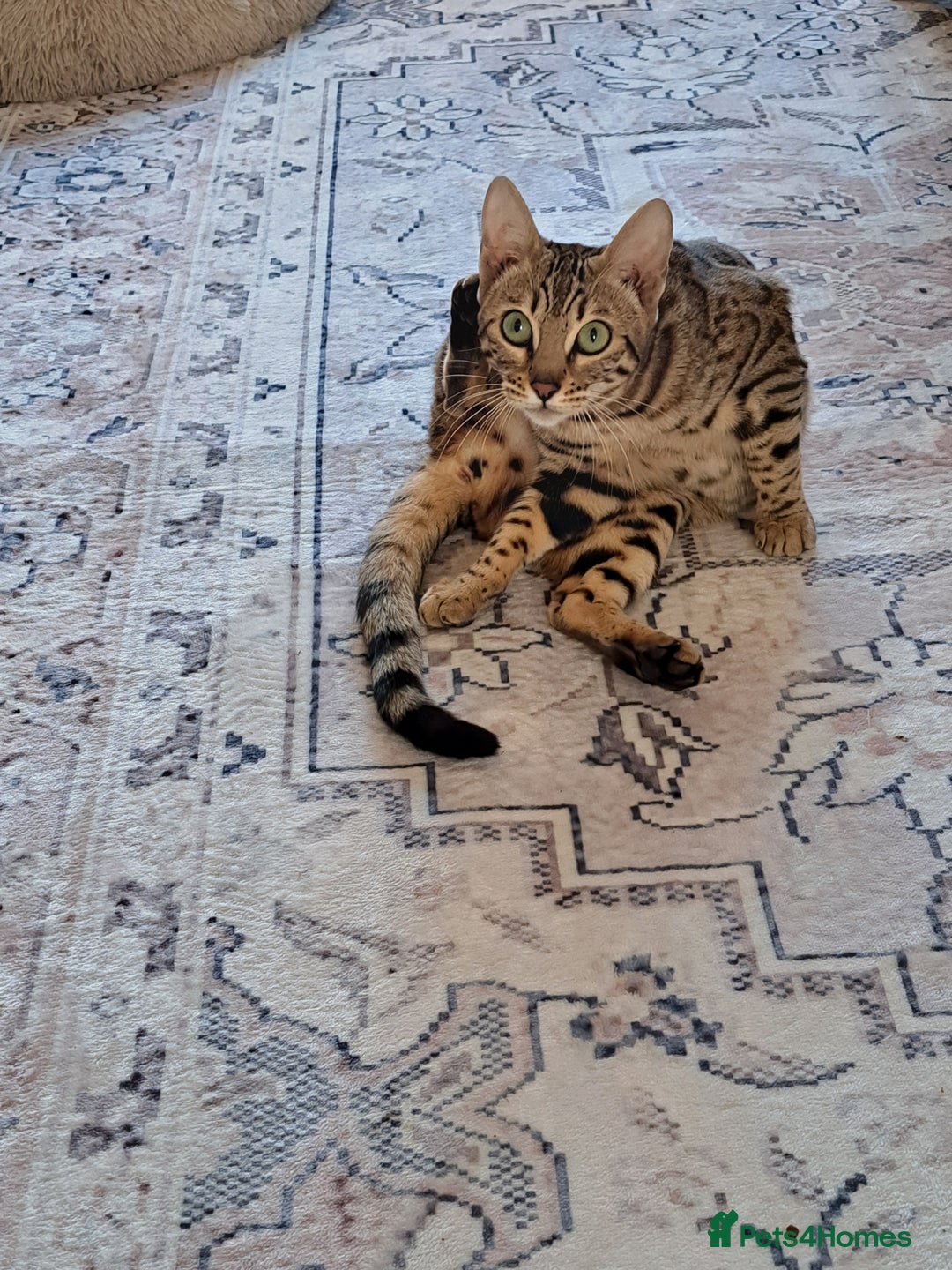 Bengal cats for sale: Beautiful bengal girl for sale - Image 5