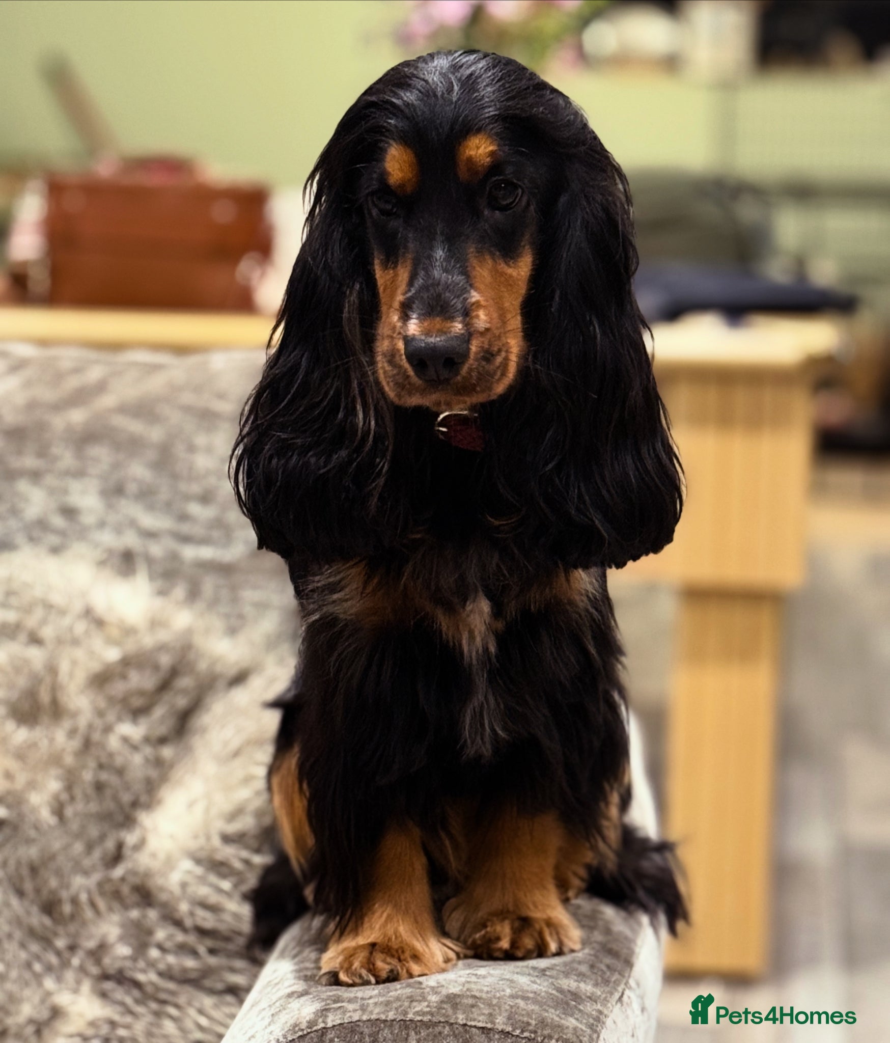 Cockapoo dogs Top Quality F1 Cockapoos - Advert 2