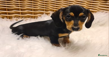 Miniature Dachshund dogs - Advert 5