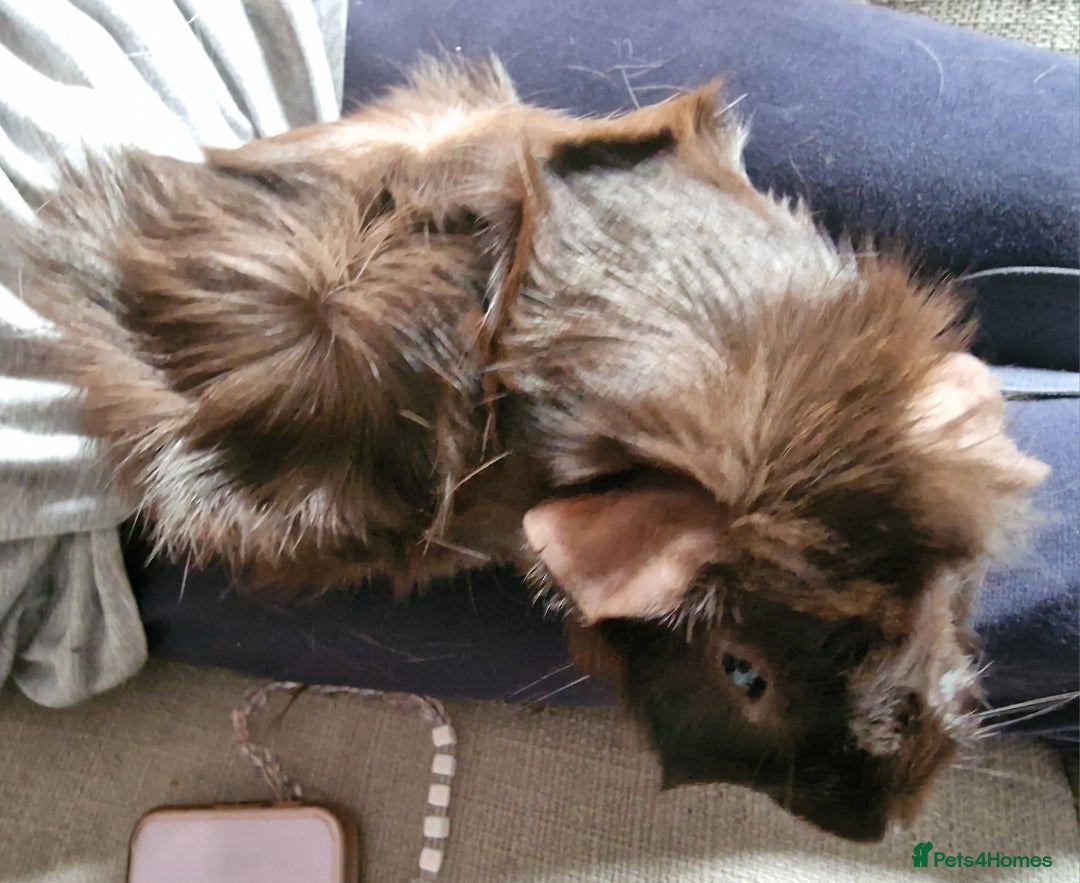 Guinea Pig rodents for sale: Lonely guinea pig  - Image 4