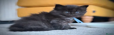 Ragcoon Kitten 3