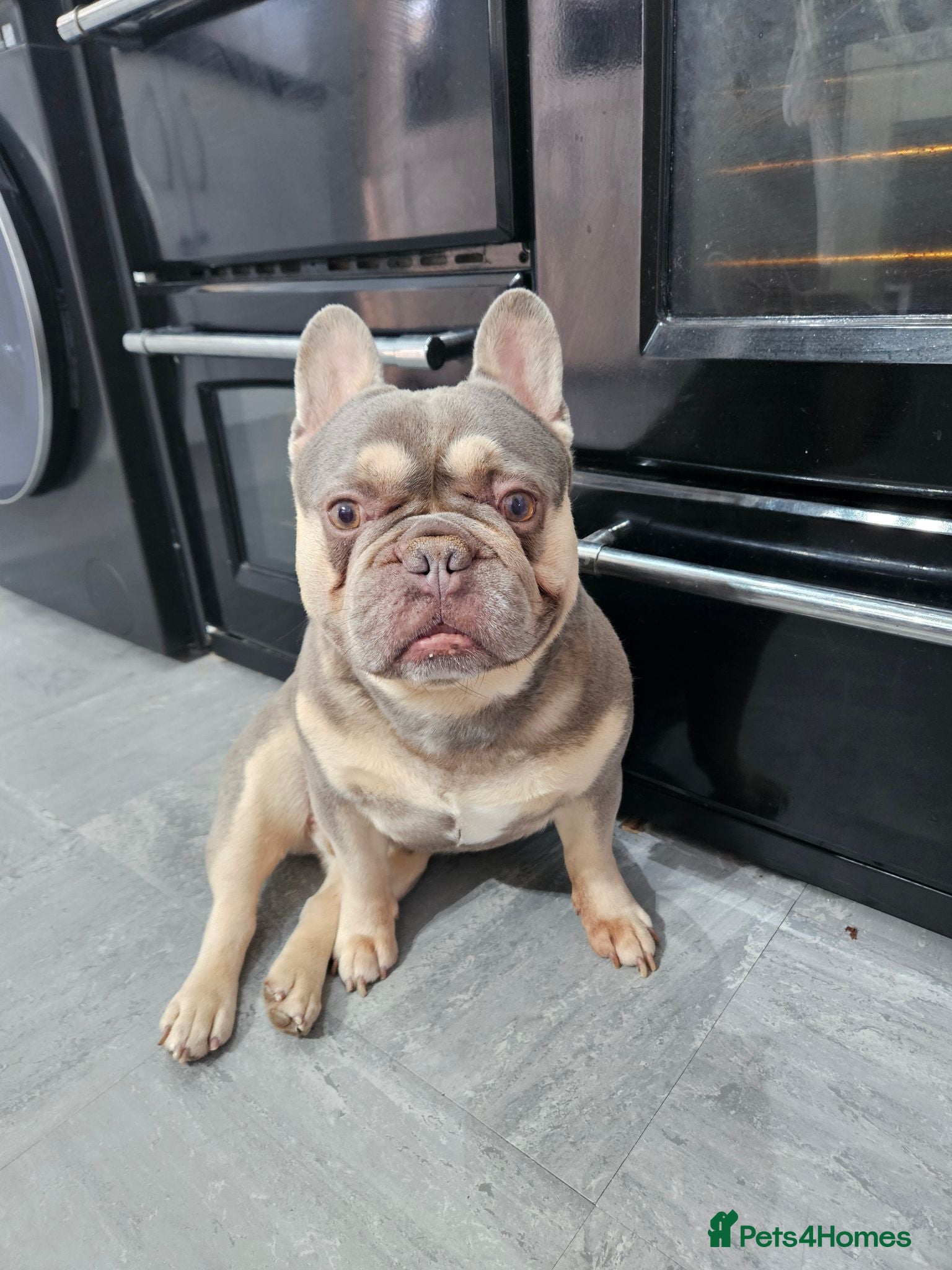 French Bulldog dogs Ronnie  - Advert 2