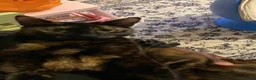 Mixed Breed cats for sale: 5 healthy and playful kittens  - Advert 12