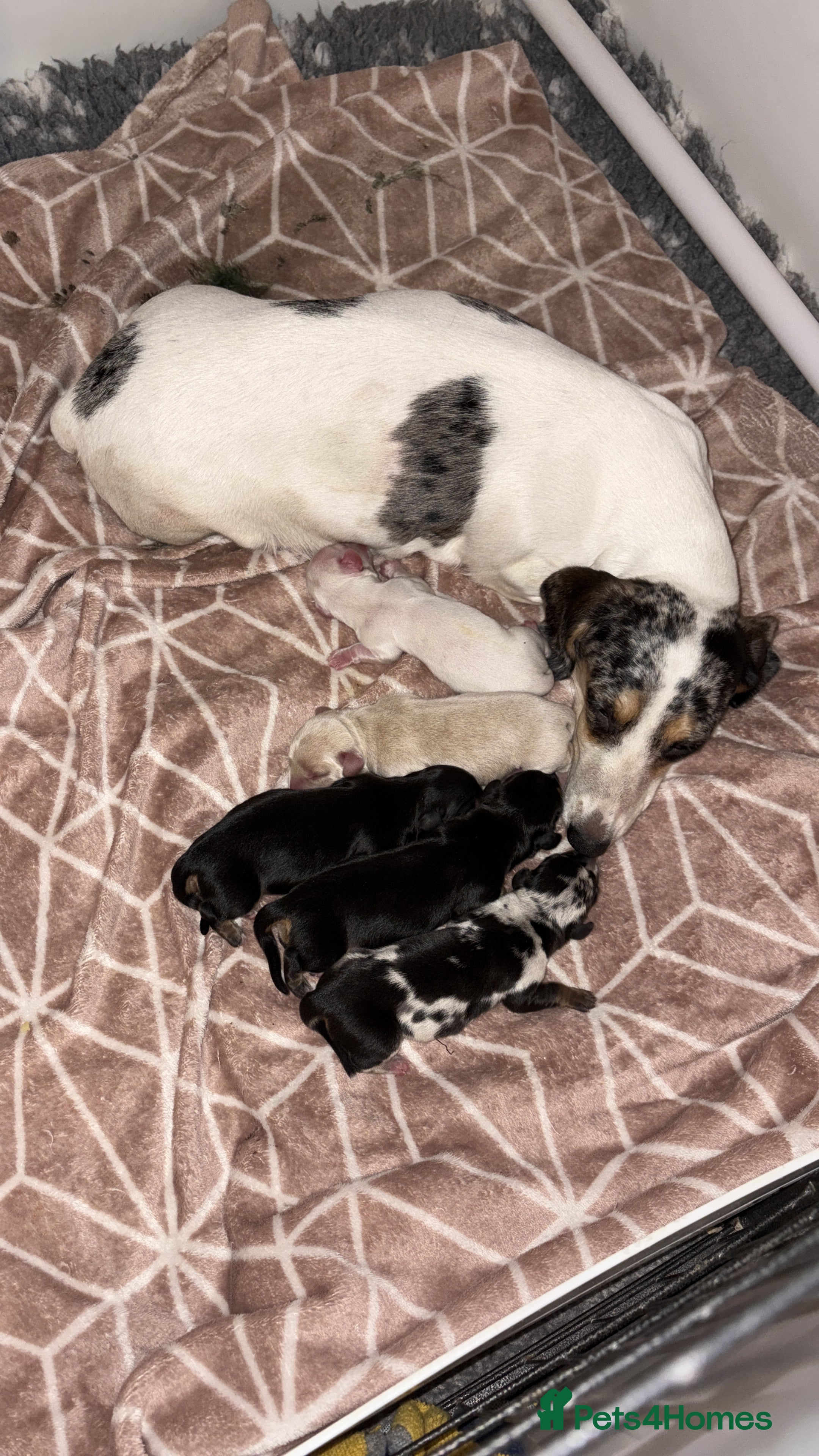 Miniature Dachshund dogs Miniature dachshunds - Advert 4