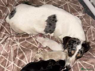 Miniature Dachshund dogs Miniature dachshunds - Advert 5