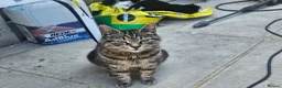 Mixed Breed cats for sale: 3 kittens  in Norwich - Advert 2