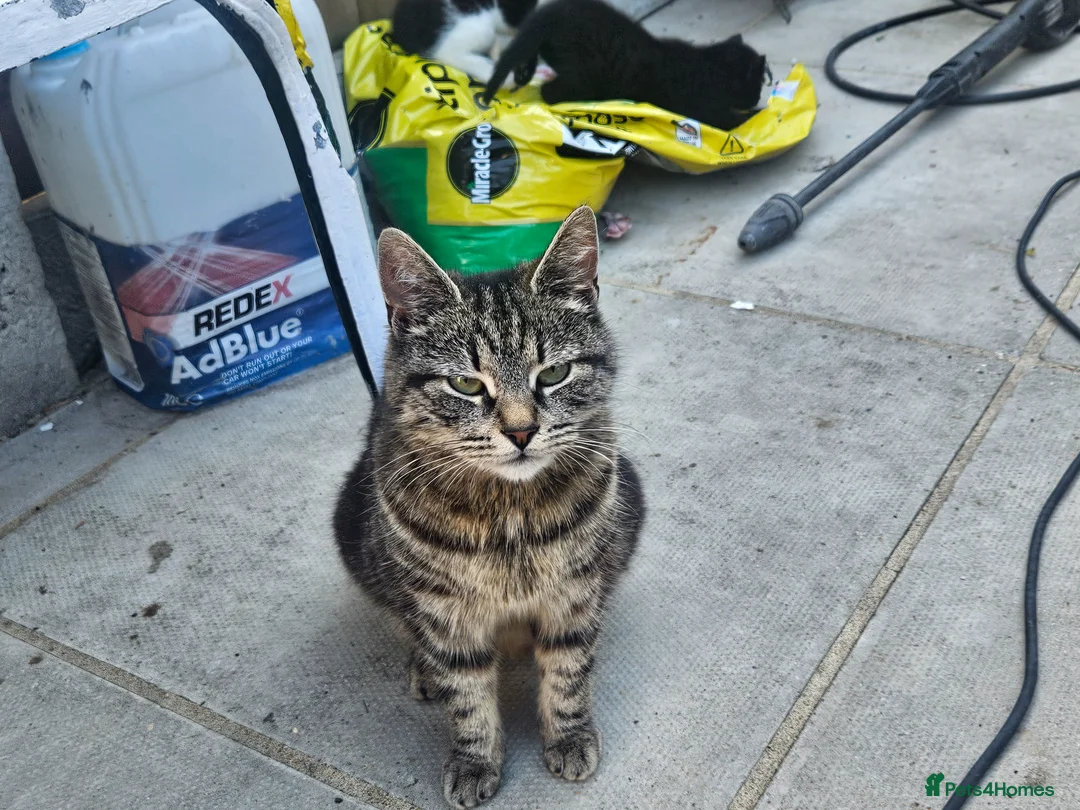 Mixed Breed cats for sale: 3 kittens  in Norwich - Advert 2