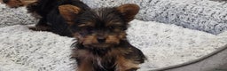 Yorkshire Terrier dogs for sale: Yorkshire Terriers puppies from Licensed Breeder  - Advert 13