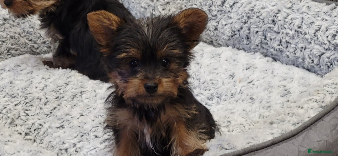Yorkshire Terrier dogs for sale: Yorkshire Terriers puppies from Licensed Breeder  - Advert 13