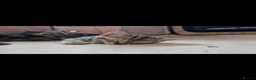 Bombay cats for sale: Beautiful Bombay Cross & Silver Tabby Kittens  - Advert 8