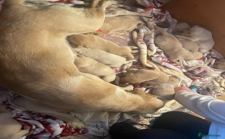 Labrador Retriever dogs - Advert 13