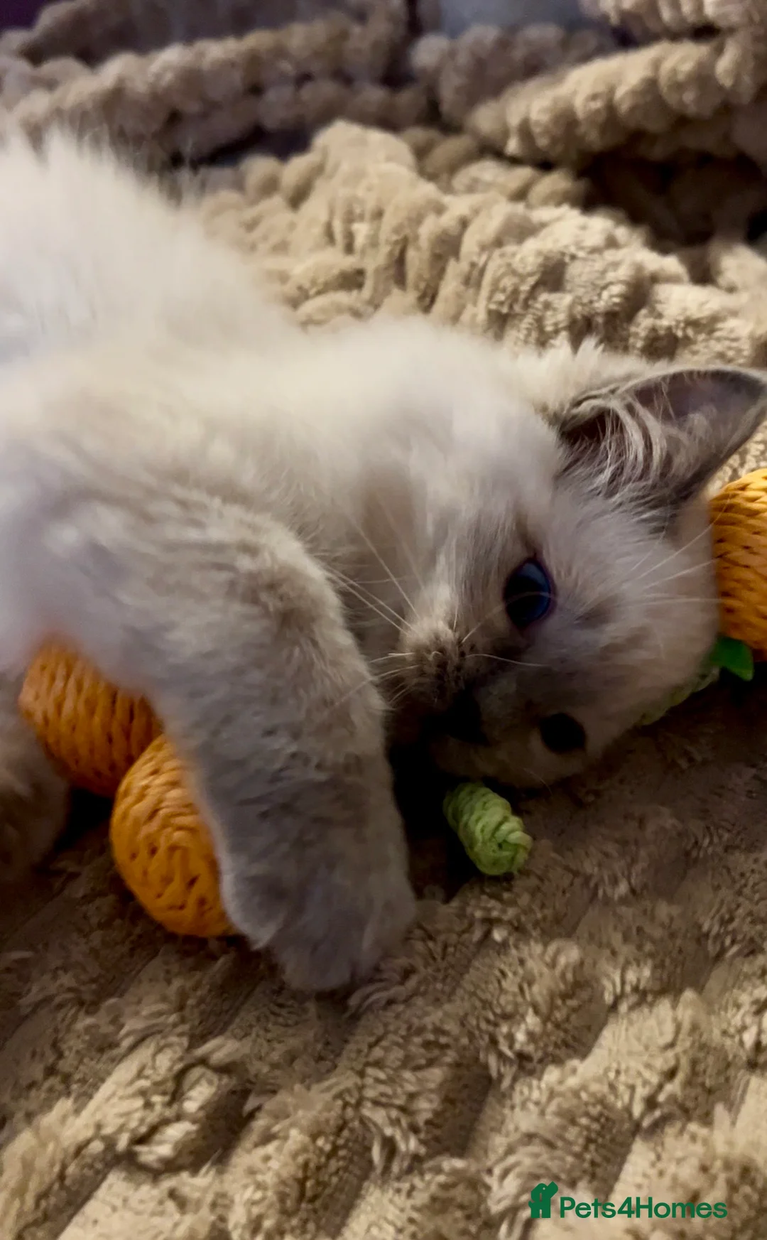 Ragdoll cats for sale: Ragdoll Kittens TICA 2 Boys Seal Blue  - Advert 9