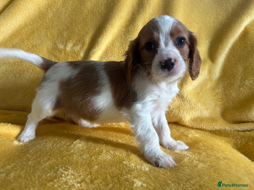 Cavapoo dogs for sale: Stunning cavapoos  - Advert 6