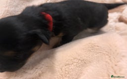 Mixed Breed dogs for sale: Jackawawa - Image 27