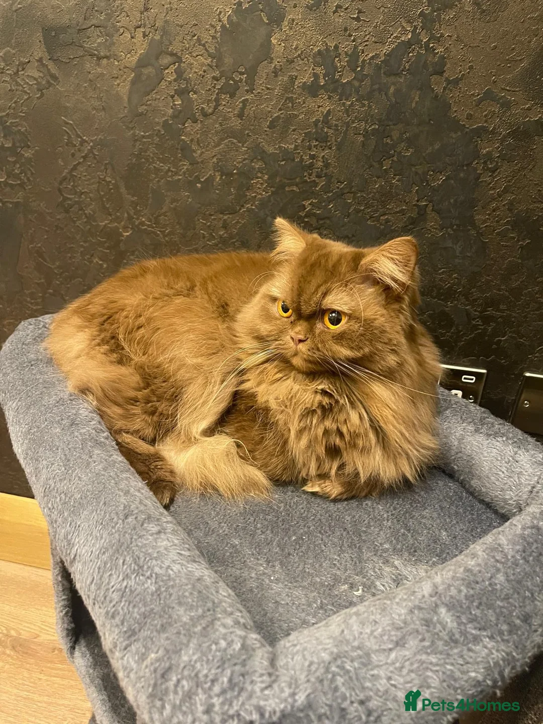 British Shorthair cats for sale: Cinnamon British Longhair& Blue British Shorthair  - Advert 2