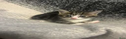 Mixed Breed cats for sale: 2 kittens ready  - Advert 8