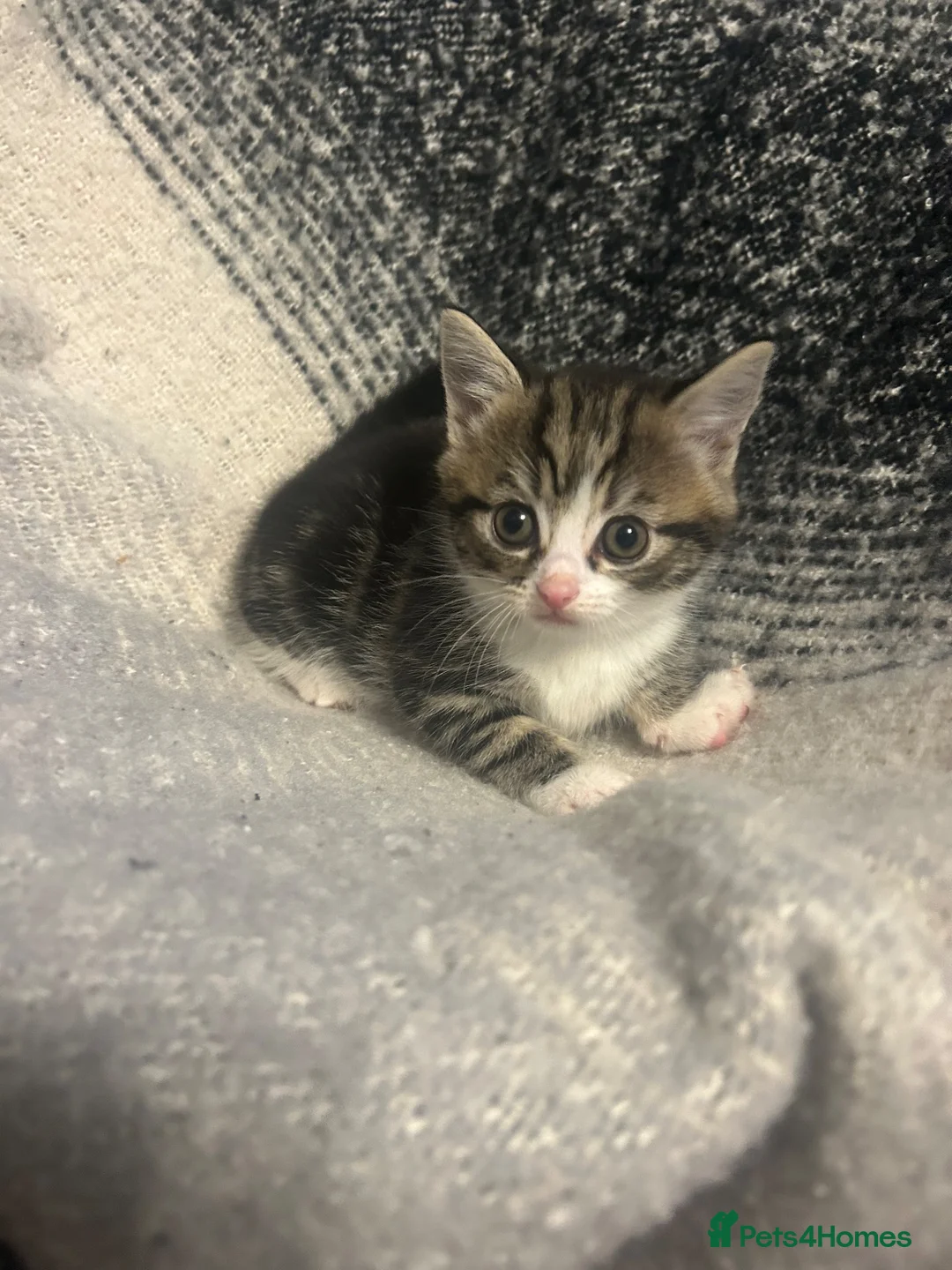 Mixed Breed cats for sale: 2 kittens ready  - Advert 8