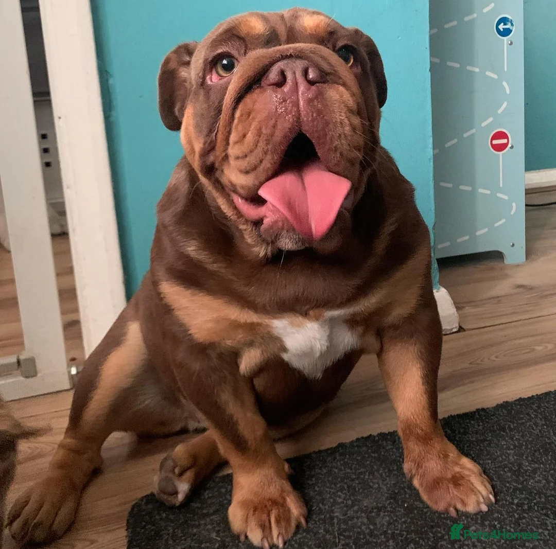 English Bulldog dogs for sale: breeding bitch great lines nearly ready in season  - Advert 1