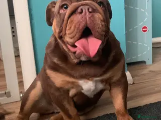 English Bulldog dogs breeding bitch great lines nearly ready in season - Advert 9