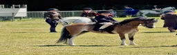 Welsh Section A horses for sale: Stunning registered Welsh section a gelding - Advert 5