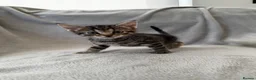 Mixed Breed cats for sale: 4 Adorable Little Kittens for sale in Watford - Advert 9