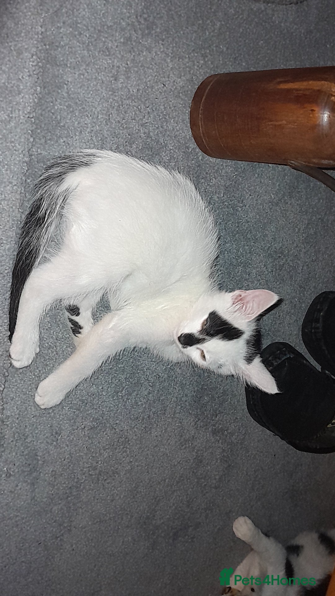 Mixed Breed cats for sale: Male kittens - Advert 3