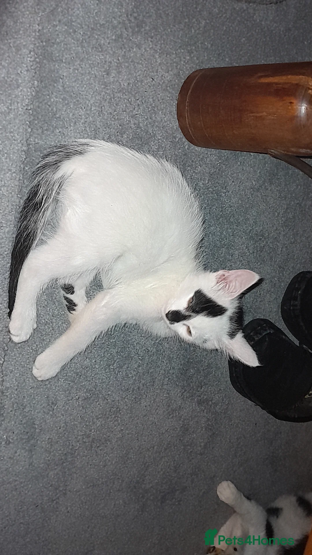 Mixed Breed cats for sale: Male kittens - Advert 3