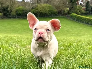 French Bulldog dogs Reduced and ready now to get them settled - Advert 18