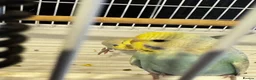 Budgerigars birds for sale: Tamed budgies  - Advert 12