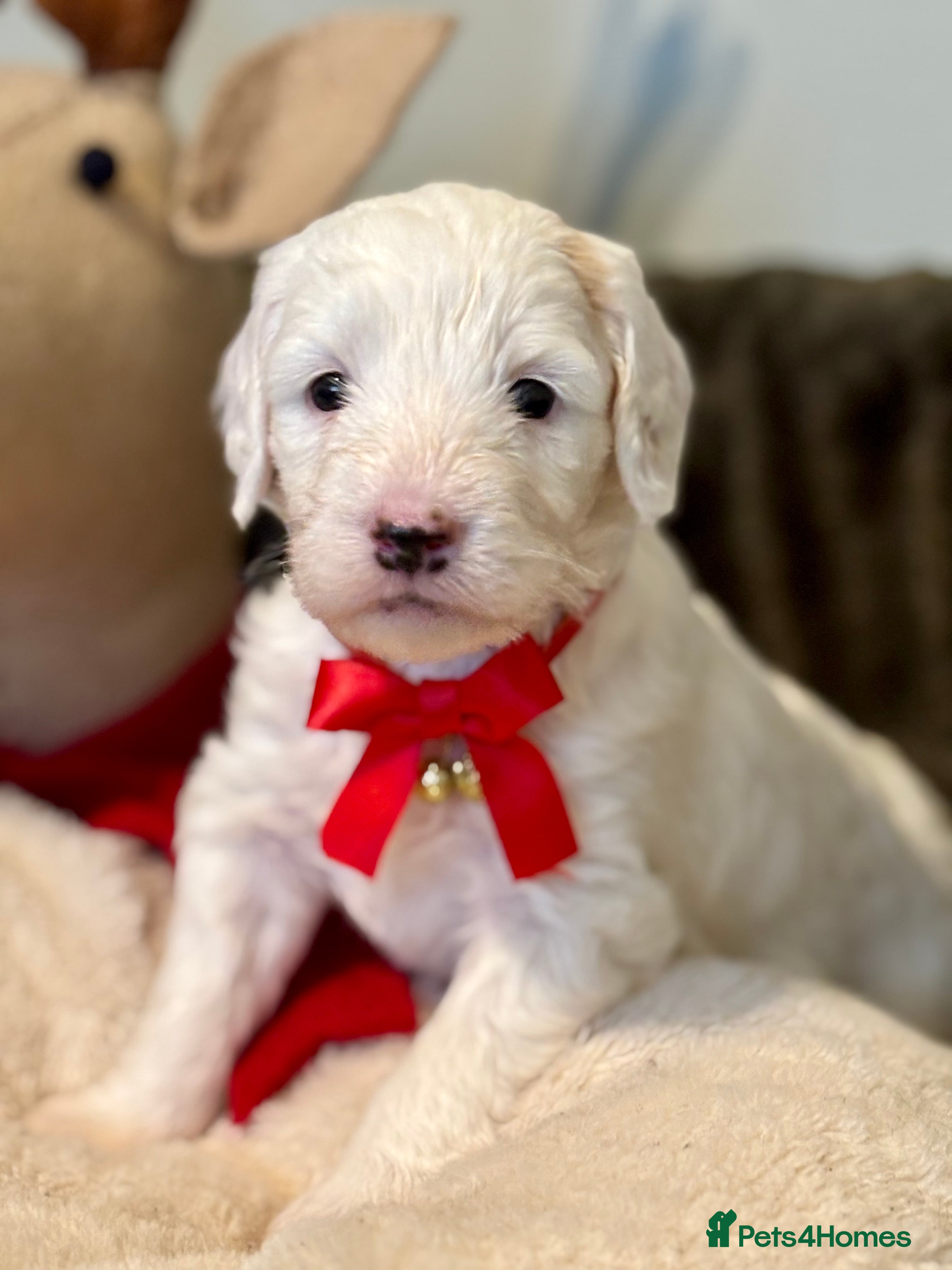 Australian Labradoodle dogs Exceptionally bred for Health! Temperament! Looks! - Advert 1