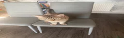 Bengal cats for stud: Bengal cross ragdoll stud. - Advert 3