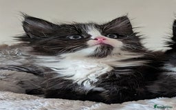Maine Coon cats for sale: Maine Coon kittens - Image 8