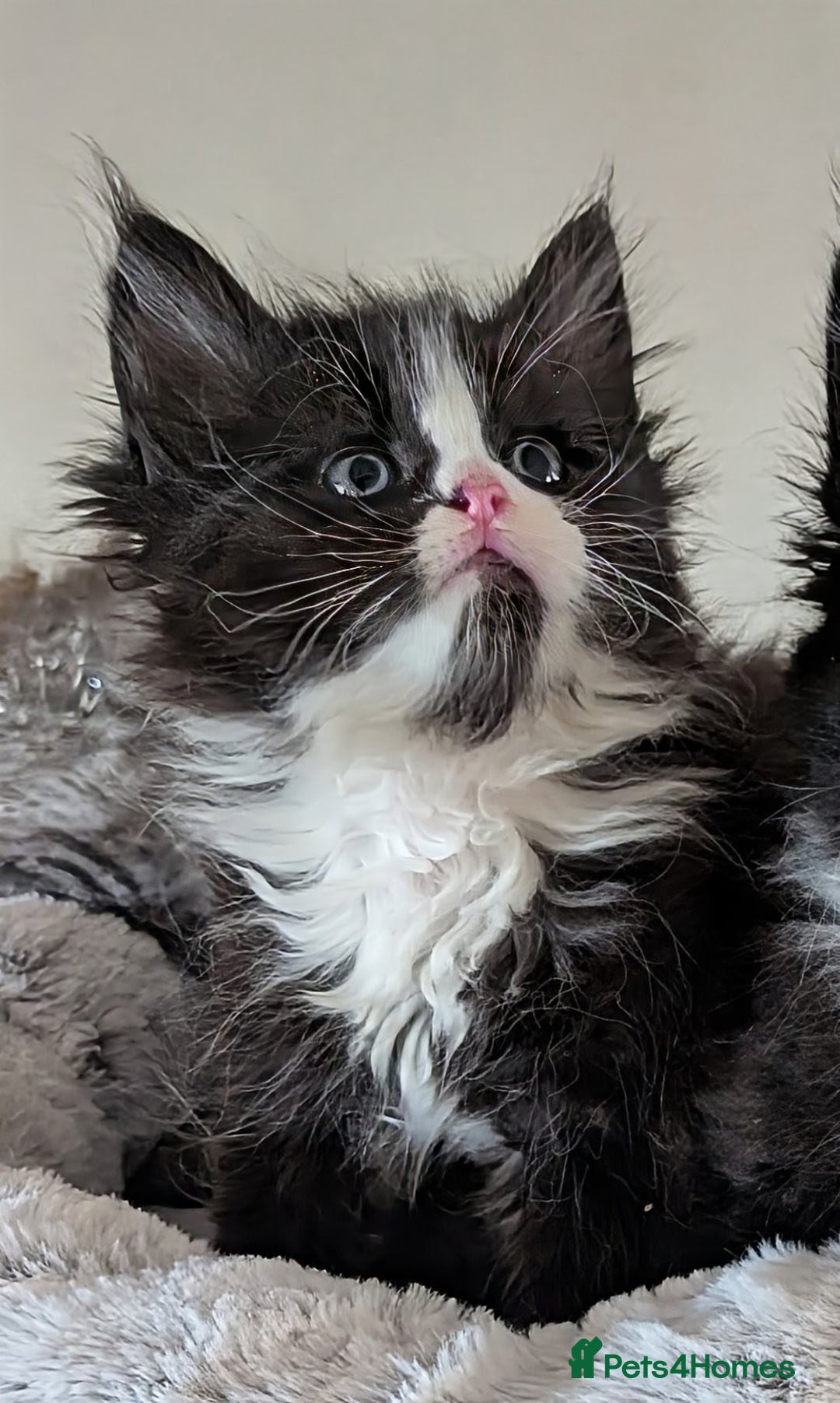 Maine Coon cats for sale: Maine Coon kittens - Image 8