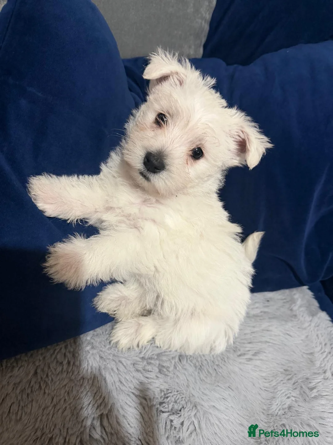 West Highland Terrier dogs for sale: puppy in Bradford - Advert 2