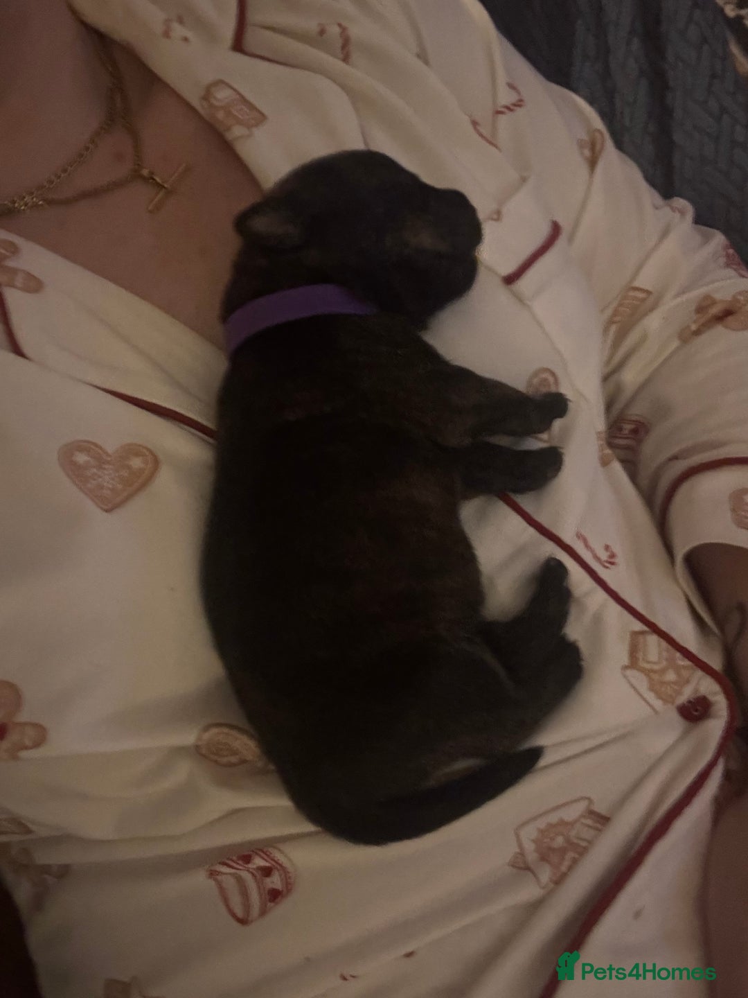 Mixed Breed dogs for sale: Rottweiler x Staffordshire bull terrier puppies - Image 3