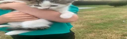 Mixed Breed cats for sale: Kittens for sale  - Advert 4