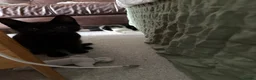 Domestic Shorthair cats for sale: Kittens for sale - Advert 2