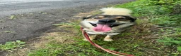 Mixed Breed dogs for adoption: Meet Paddington,  currently residing in Cheshire  in Nantwich - Advert 5