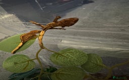 Gecko reptiles for sale: Baby crested geckos - Image 5