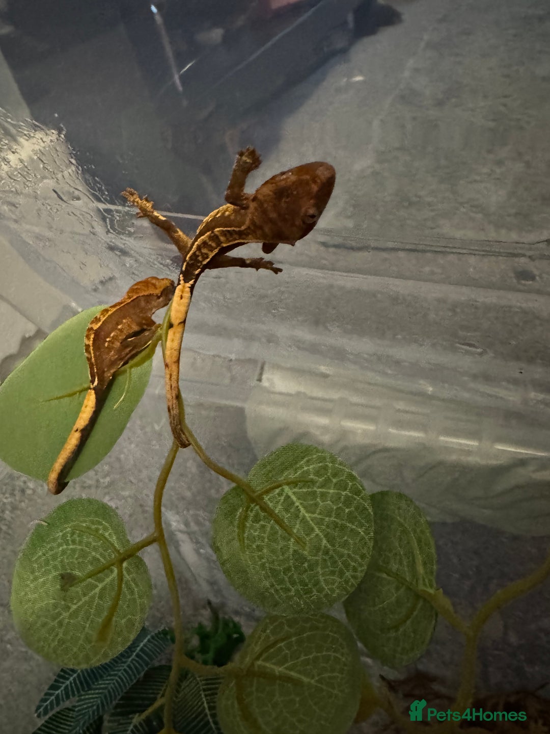 Gecko reptiles for sale: Baby crested geckos - Image 5