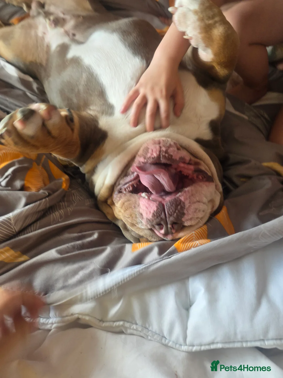 English Bulldog dogs for stud: Dahmer for stud - Advert 8