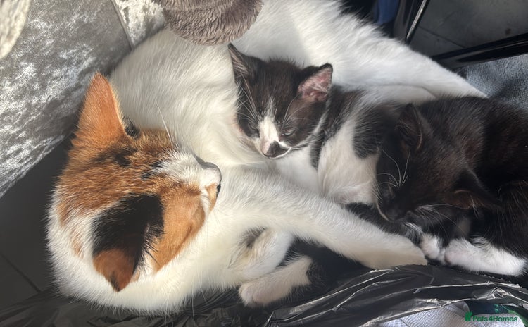 Mixed Breed cats for sale - Advert 1