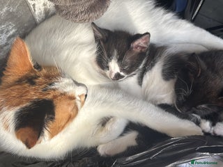 Mixed Breed cats - Advert 4